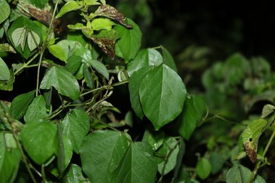 Neonotonia wightii, photographed by Greg Tasney