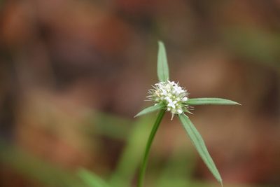 Spermacoce brachystema, photographed by Greg Tasney