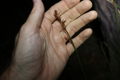 Schoenus brevifolius, photographed by Greg Tasney