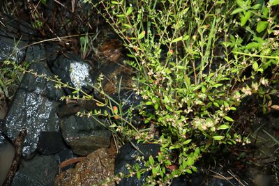 Cuphea carthagenensis, photographed by Greg Tasney