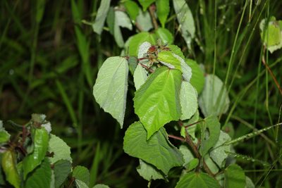 Triumfetta rhomboidea, photographed by Greg Tasney