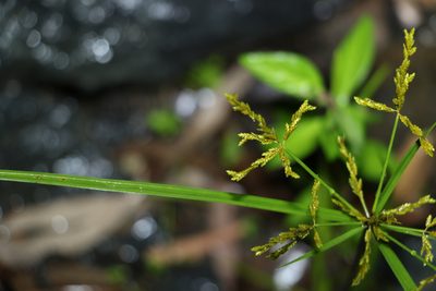Cyperus iria, photographed by Greg Tasney