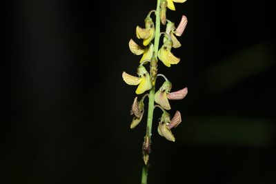 Crotalaria lanceolata, photographed by Greg Tasney