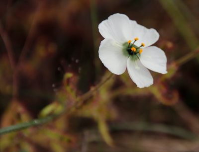 Drosera cistiflora, photographed by Tony Rebelo