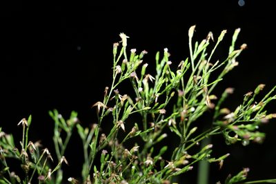 Aster subulatus, photographed by Greg Tasney