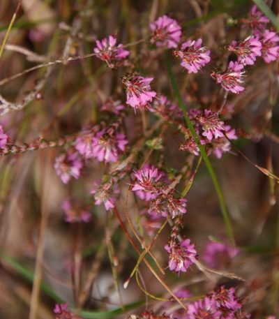 Erica globiceps, photographed by Tony Rebelo