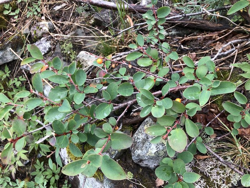Cotoneaster cinnabarinus, photographed by Valerii Glazunov
