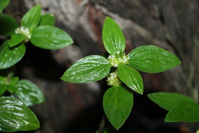 Mitracarpus hirtus, photographed by Greg Tasney
