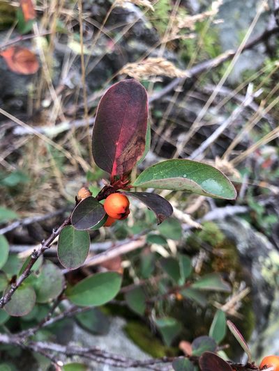 Cotoneaster cinnabarinus, photographed by Valerii Glazunov