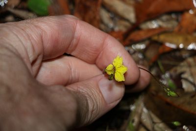 Goodenia mystrophylla, photographed by Greg Tasney