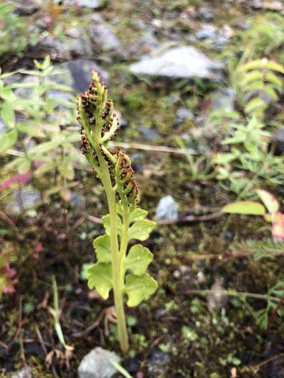 Botrychium boreale, photographed by Valerii Glazunov
