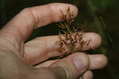 Fimbristylis cinnamometorum, photographed by Greg Tasney