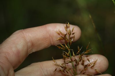 Fimbristylis cinnamometorum, photographed by Greg Tasney
