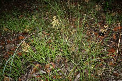 Fimbristylis cinnamometorum, photographed by Greg Tasney