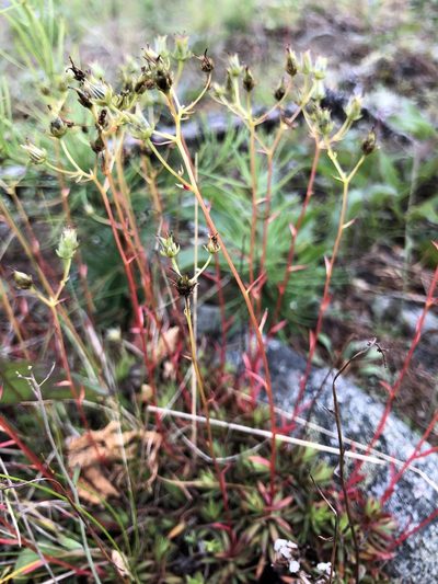Saxifraga mucronulata, photographed by Valerii Glazunov