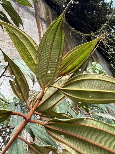 Miconia miocarpa, photographed by Nicolás Baresch Uribe