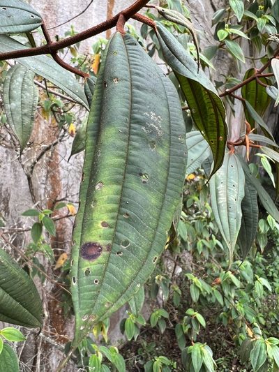 Miconia miocarpa, photographed by Nicolás Baresch Uribe