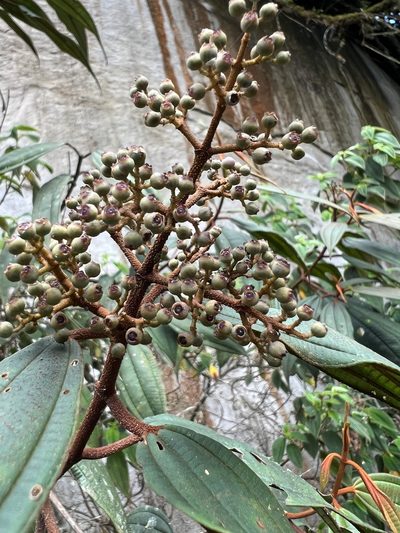Miconia miocarpa, photographed by Nicolás Baresch Uribe