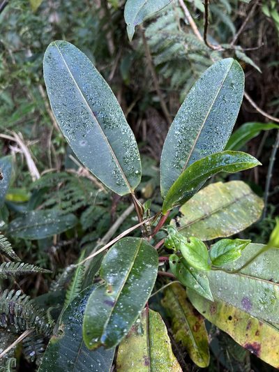 Sapium stylare, photographed by Nicolás Baresch Uribe