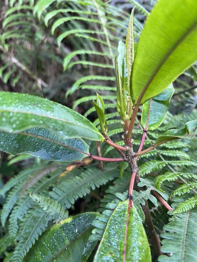 Sapium stylare, photographed by Nicolás Baresch Uribe