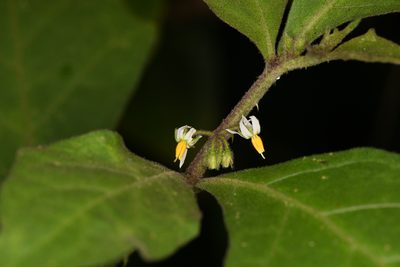 Solanum jamaicense, photographed by Trevor Van Loon