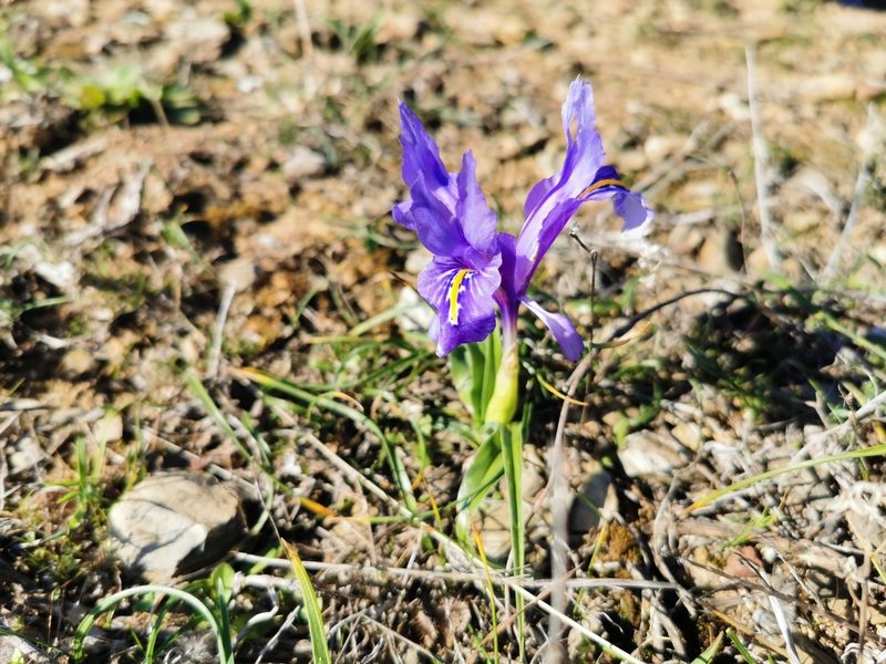 Iris planifolia, photographed by Thor-Rune Hansen