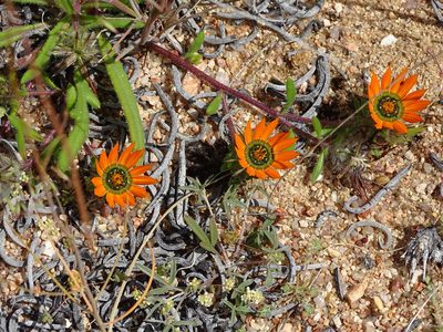 Gorteria diffusa, photographed by Peter Warren