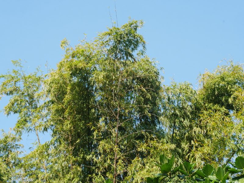 Bambusa spinosa, photographed by Jacy Chen