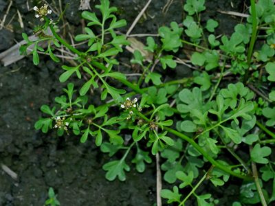 Cardamine occulta, photographed by Jacy Chen