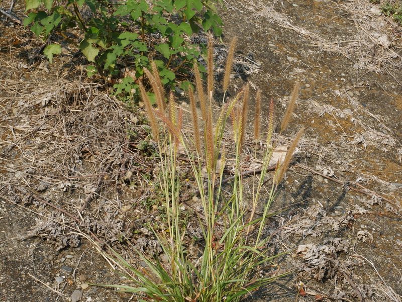 Cenchrus setosus, photographed by Jacy Chen