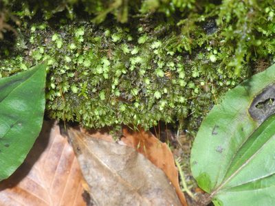 Aulacomnium heterostichum, photographed by Michael J. Papay