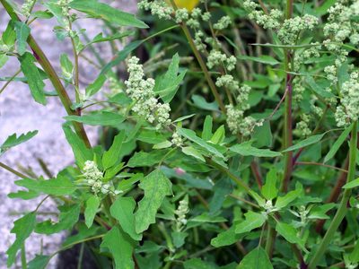 Chenopodium ficifolium, photographed by Jacy Chen