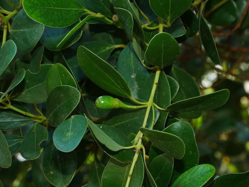 Cinnamomum reticulatum, photographed by Jacy Chen