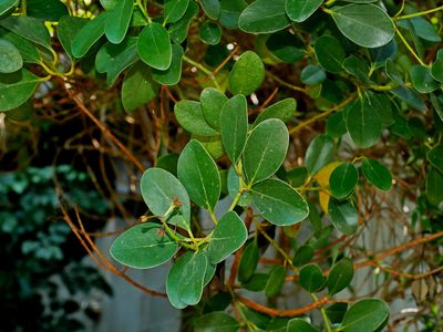 Cinnamomum reticulatum, photographed by Jacy Chen