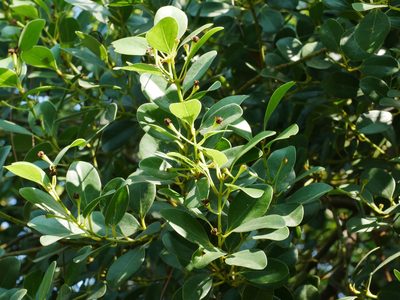 Cinnamomum reticulatum, photographed by Jacy Chen