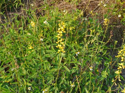 Crotalaria trichotoma, photographed by Jacy Chen