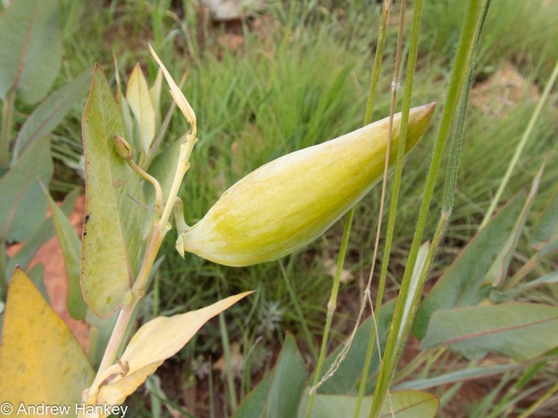 Gomphocarpus glaucophyllus, photographed by Andrew Hankey