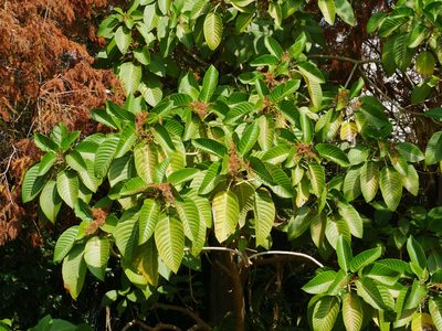 Dendrocnide meyeniana, photographed by Jacy Chen