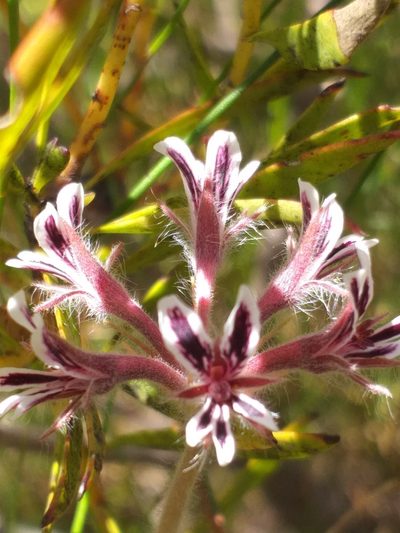 Pelargonium pilosellifolium, photographed by kevin koen