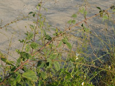 Desmodium tortuosum, photographed by Jacy Chen