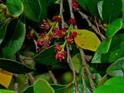 Distylium gracile, photographed by Jacy Chen
