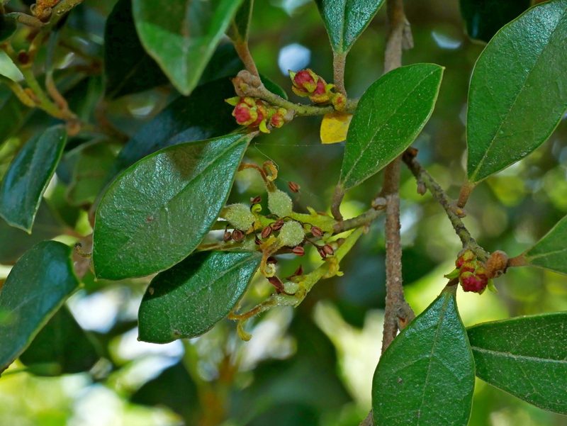 Distylium gracile, photographed by Jacy Chen