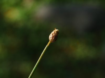 Eleocharis geniculata, photographed by Jacy Chen