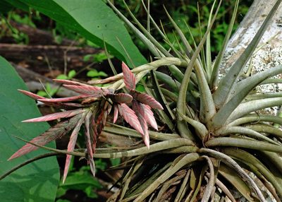 Tillandsia didisticha, photographed by Hugo Hulsberg
