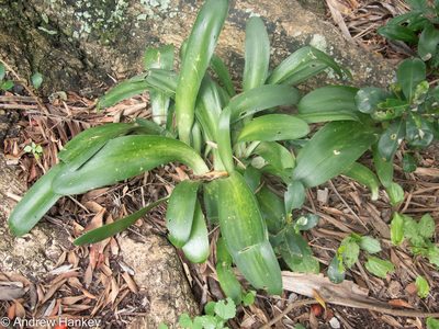 Haemanthus albiflos, photographed by Andrew Hankey