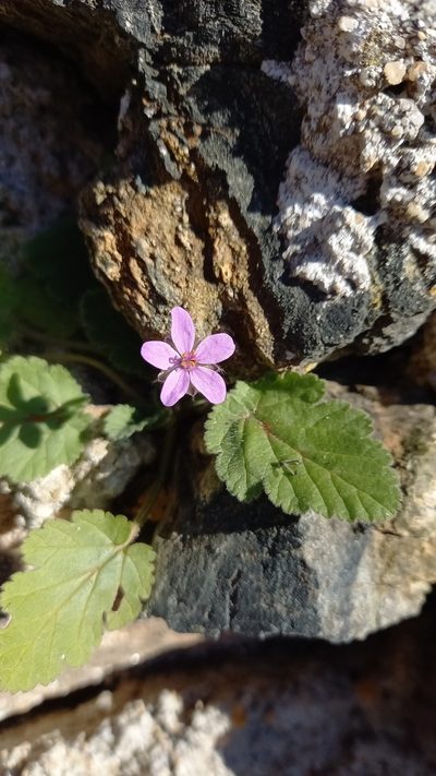 Erodium chium, photographed by Thibaud Aronson