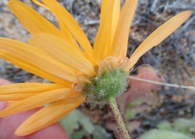 Arctotis fastuosa, photographed by Peter Warren