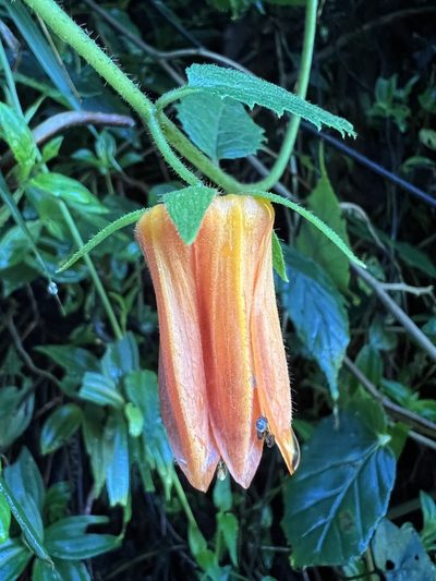 Nasa campaniflora, photographed by Nicolás Baresch Uribe