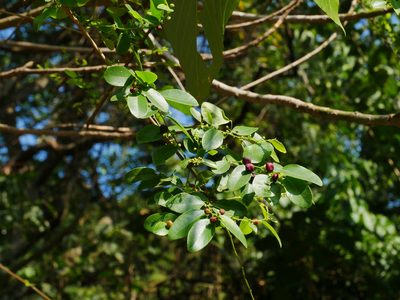 Phyllanthus reticulatus, photographed by Jacy Chen