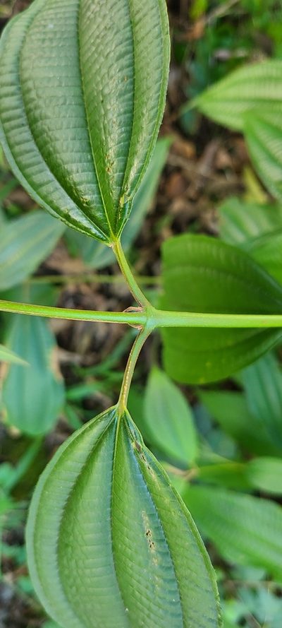 Miconia laevigata, photographed by ritirene